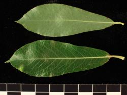 Salix purpurea. Pair of leaves showing upper (bottom) and lower surfaces.
 Image: D. Glenny © Landcare Research 2020 CC BY 4.0